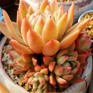 金蜡冬云多肉植物大株好养老桩超大特大巨型贵货罕见肉肉植物大颗