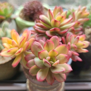 满包邮小叮当锦多肉清棚一物一拍大株老桩群生稀有品种贵货提神