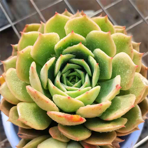 艾丽卡多肉植物清棚多头大株老庄超大冬季超大多肉植物血斑肉嘟嘟