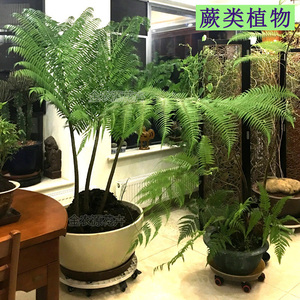 观音莲座蕨类植物适合卧室内的盆栽大型绿植造景不需要阳光霸王蕨
