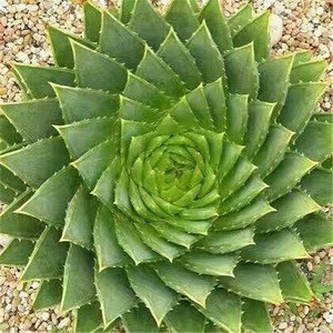 06alivingbird淘宝标号tian075-女王锦芦荟原生芦荟 超级芦荟多肉