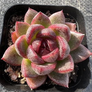 黑玫瑰多肉植物一物一拍 黑水晶玫瑰多肉植物【雪狼多肉】