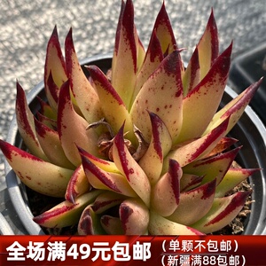库苏多肉 血罗x黑檀汁 东云杂交新品一物一拍乌木精品老桩疾风王子