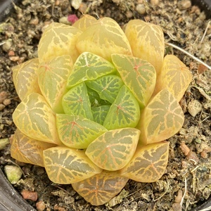 彩虹玉露多肉精品多肉植物一物一拍雪狼多肉