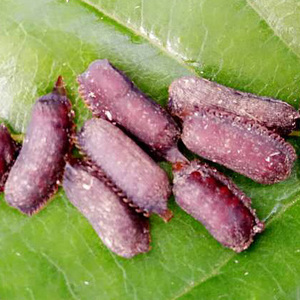 土元卵鞘 野生培育土鳖虫卵块地鳖虫种子养殖/500克包邮 包出虫率