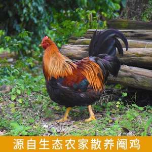 903人付款淘宝正宗广西阉鸡苗半大灵山土鸡苗太监腌鸡一斤线鸡扇鸡公