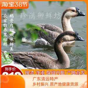 正宗广东清远黑棕鹅 农家散养土鹅鹅肉新鲜大6.5斤现杀乌鬃整只