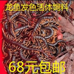 68元包邮/活体红头蜈蚣龙鱼发色饲料鱼食鸟食龟食活蜈蚣泡酒