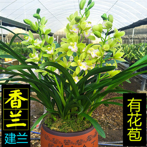 日本香兰兰花
