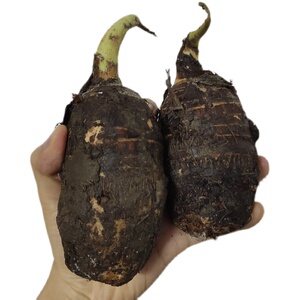 韶关乐昌张溪炮弹大香芋子新鲜现挖蔬菜广东特产正宗槟榔芋粉糯香