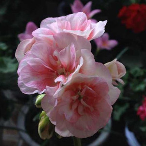 天竺葵直立公主