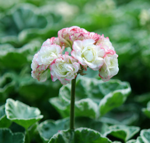 禾沐园艺家 直立天竺葵 银边苹果碗 花园阳台开花盆栽植物