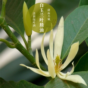 sadindriya白玉兰叶精油10ml叶片蒸馏芳疗香薰甜而不腻清新绿叶调