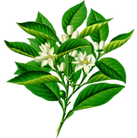 sadindriya中国橙花精油5ml 香薰净化开胸解郁睡眠