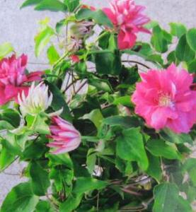 日本花卉铁线莲 红星 紅明星(clematisredstar)