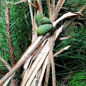 广东野生新鲜马尾松树皮松树枝皮全松养生茶泡澡泡脚止痒天然中药