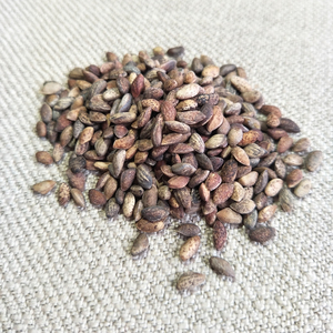 日本三河黑松种子