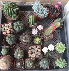 开花仙人球 黄金荷花青王短毛王多凌玉鸾凤玉金刚丸兜一物一拍