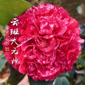 云斑大元帅茶花