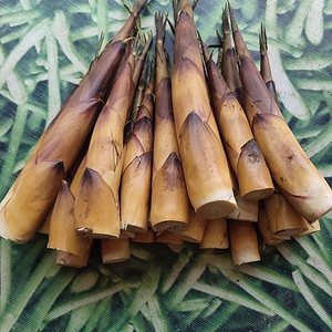 900人付款淘宝四川省宜宾高县特产现挖带壳苦竹笋春笋甜苦笋嫩笋子