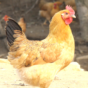 徽园生态 老母鸡散养土鸡草鸡走地放养月子鸡深山新鲜现杀活鸡