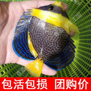 大仙类海水鱼