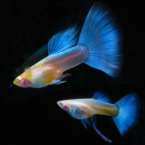 孔雀鱼新款活体纯种小型热带淡水观赏凤尾胎生练手鱼精品包活免邮