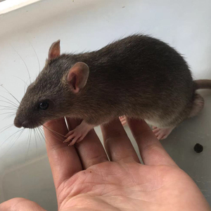 宠物大白鼠繁殖组老鼠活体大黑鼠家鼠养殖广东省20-500克大老鼠