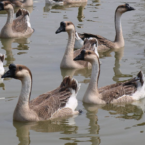 佛山养殖场散养广东黑棕鹅肉现杀新鲜大鹅整只老鹅鲜活土鹅乌鬃鹅