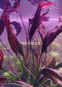 紫爵皇冠水草