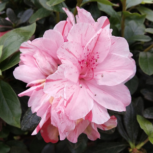 红珊瑚粉珊瑚丹东杜鹃花盆栽 重瓣耐寒杜鹃 好养易活的四季杜鹃花