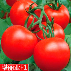 红果番茄种子西红柿种籽以色列大果耐寒抗病高产蔬菜籽包邮塔丽亚