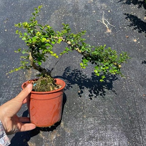 悬崖式海南香兰树游龙式造型盆景胡椒木小叶榆树开花浓香花卉盆景