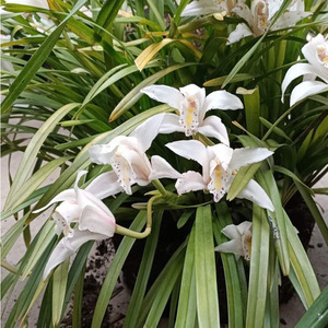 独占春兰花双飞燕象牙白精品兰花苗附生兰正带花苞浓香型云南兰花