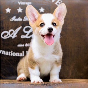 纯种柯基幼犬活体真狗小型犬三通两色三色威尔士柯基幼犬宠物狗狗