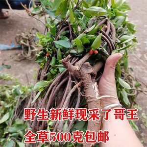 新鲜现挖了哥王 铺银草 野生地棉皮 黄皮子500克