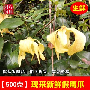 新鲜假鹰爪 野生一串珠 鸡爪凤 酒饼叶 半夜兰 现采草药 包