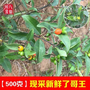 了哥王   地棉根别南根 地锦皮山麻皮全草 500克包邮.新鲜