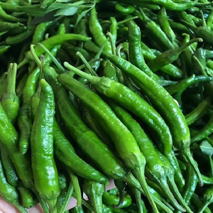 正宗软皮椒新鲜有机辣椒湖南岳阳土特产农家自种青椒现摘顺丰包邮