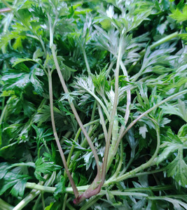 新鲜嫩艾叶食用 野菜 鲜艾叶清明草做青团的草田艾草苏浙沪皖包