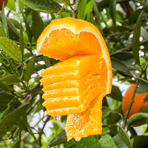 新鲜留树现摘秭归脐橙纽荷尔甜橙江边自有果园当季水果