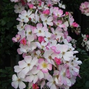 菜达玫瑰丽达玫瑰灌木英国古老月季大苗多头浓香四季盆栽花卉