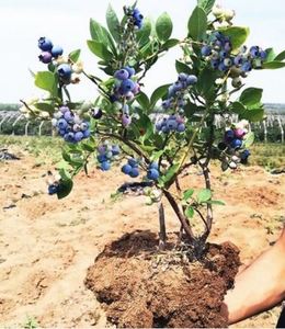 蓝莓果树苗 6年大苗南北方盆栽地栽苗绿植可食用易养裸根果树苗