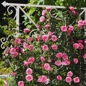 伊娃/夏娃明星玫瑰系列欧月可灌可藤多季花抗病庭院盆栽月季花苗