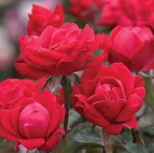 红色重瓣绝代佳人勤开简单养护庭院花园绿植花卉盆栽大苗月季花苗