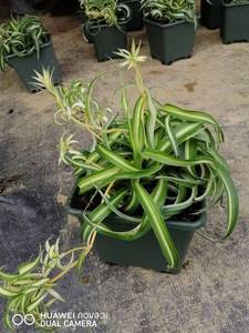 荷兰进口金心卷叶吊兰邦尼 1加仑盆栽植物室内桌面防辐射绿植盆栽