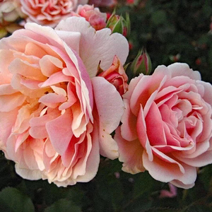 老舍花经 艾伯丁藤本裸根大苗月季大花浓香地栽欧月蔷薇花卉花苗