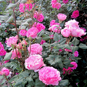 老舍花经 艾洛蒂戈苏安大花灌木浓香多季开花庭院盆栽月季大苗