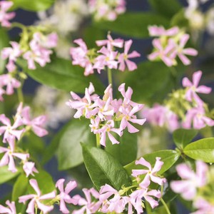 络石属'粉色风车茉莉 爬藤植物藤蔓常绿庭院多季开花fen络石藤