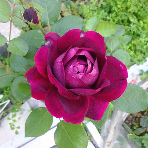 王子 欧月灌木浓香大花勤花灌木盆栽裸根大苗玫瑰月季花卉花苗